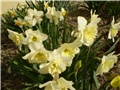 narcisi
